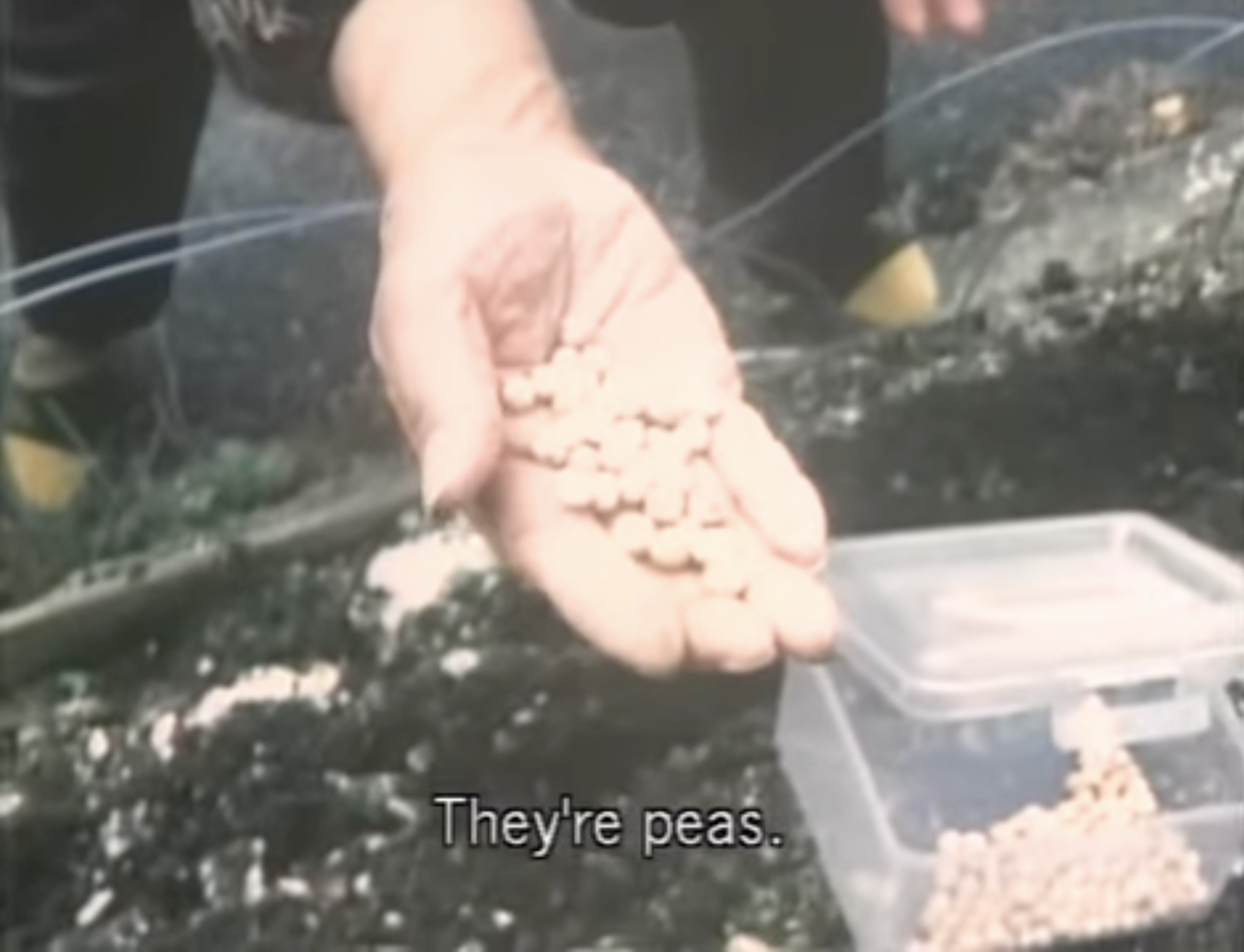 Description de l’image